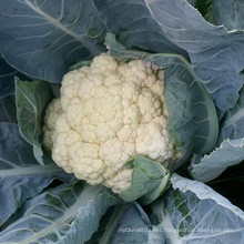 RCF37 Liangbai f1 hybrid Chinese cauliflower seeds for sale